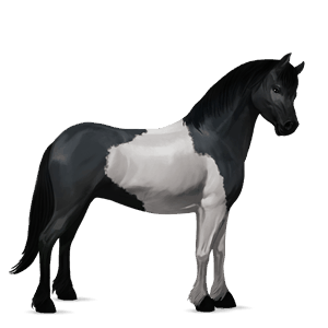 poni kerry bog Črna tobiano