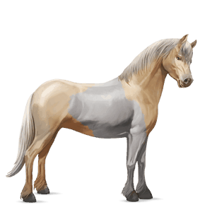 poni kerry bog palomino tobiano