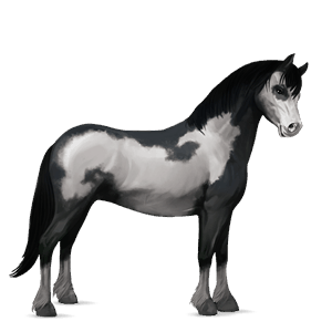 poni kerry bog Črna tobiano