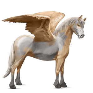pegaz poni highlandski poni pikasto siva