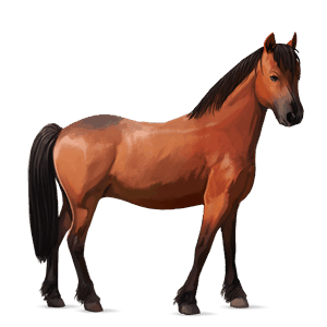 poni connemara palomino