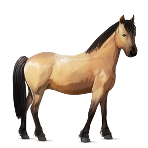 poni Šetland jagodno rdečkasto siv