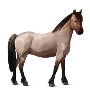 poni Šetland Črna