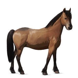 poni Šetland temno kostanjeva