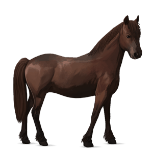 poni fjord brunblakk