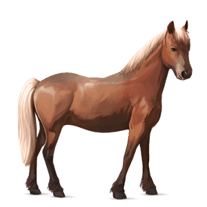poni Šetland laneno kostanjeva 