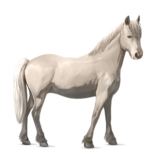 poni welški Črna