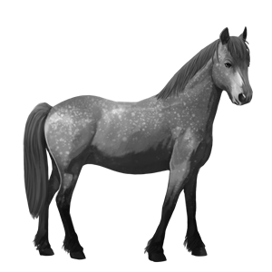 jahalni konj camargue pikasto siva