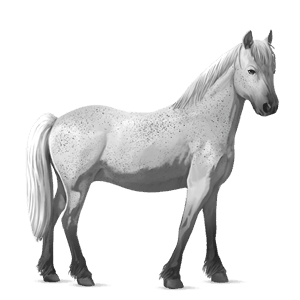 poni connemara pikasto siva