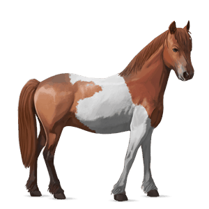poni Šetland cremello