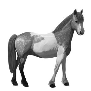 poni Šetland pikasto siva