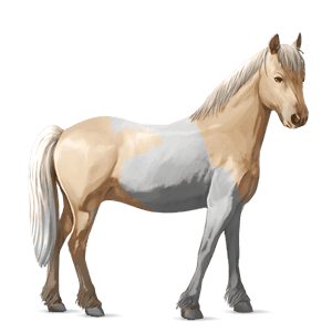 poni Šetland rdečkasto rjava