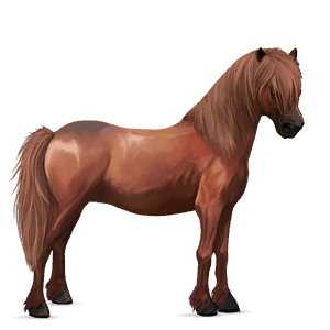 poni fjord brunblakk