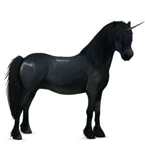 samorog poni highlandski poni Črna