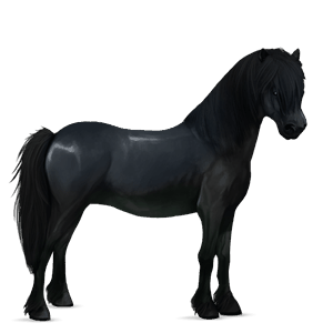 poni kerry bog Črna