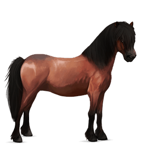 poni jagodno rdečkasto siv