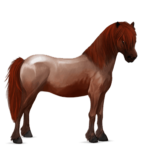 poni Šetland pikasto siva