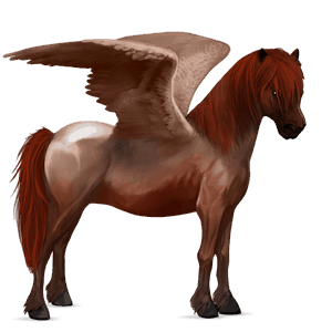 pegaz poni fjord brunblakk