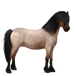 poni Šetland jagodno rdečkasto siv