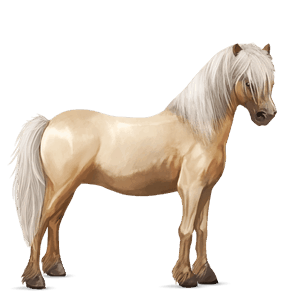 poni highlandski poni sivo rjava