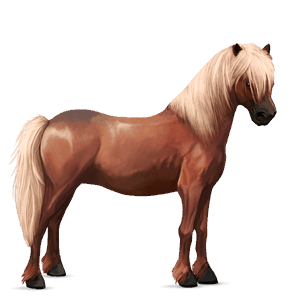 poni Šetland laneno kostanjeva 