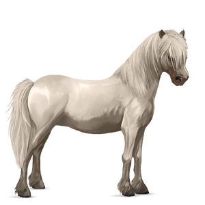poni Šetland Črna