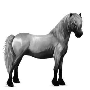 poni Šetland palomino tobiano