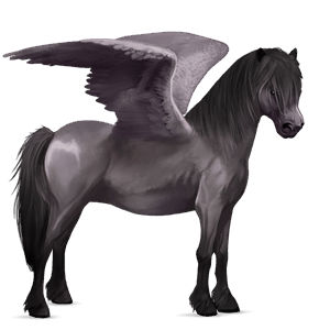 pegaz poni Šetland mišje siva tobiano