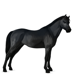 poni welški palomino