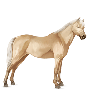 poni welški palomino