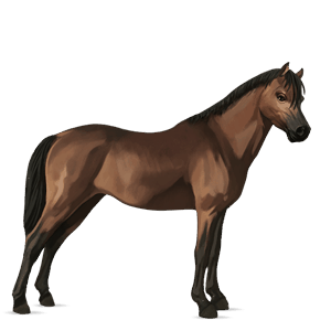 poni belgijski jahalni poni sivo rjava