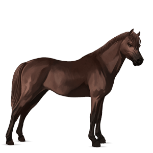 poni temno kostanjeva