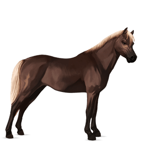 poni Šetland pikasto siva