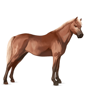poni Šetland temno kostanjeva