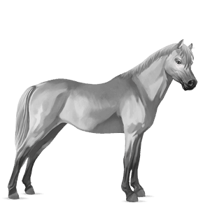 poni fjord brunblakk