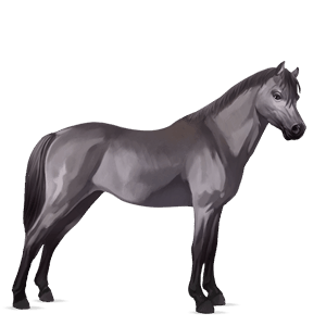 poni welški Črna