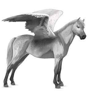 pegaz poni Črna