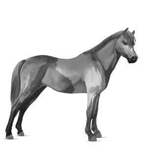 poni Šetland pikasto siva