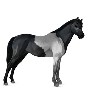 poni kerry bog pikasto siva tobiano