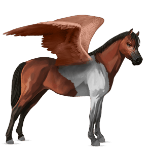 pegaz poni novofundlandski poni Češnjevo rdečkasto rjava