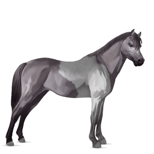 poni Šetland mišje siva tobiano