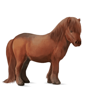 poni Šetland kostanjeva