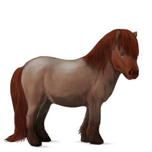 poni Šetland mišje siva tobiano
