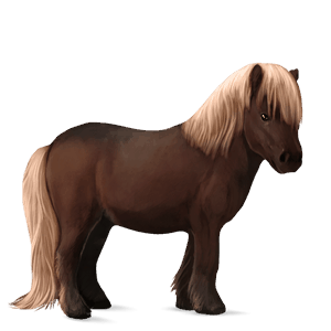 poni Šetland Črna