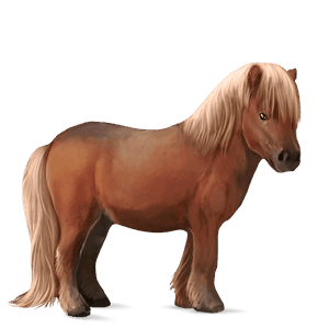 poni Šetland laneno kostanjeva 