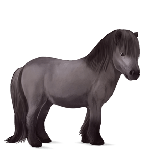 poni Šetland pikasto siva