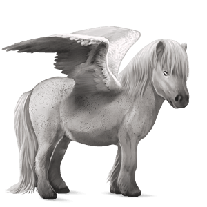 pegaz poni Šetland pikasto siva