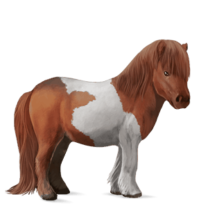 poni Šetland temno kostanjeva