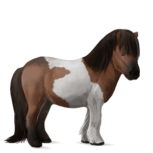 poni Šetland svetlo siva