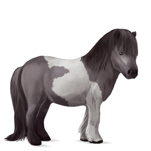 poni highlandski poni sivo rjava